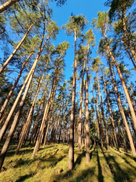 Unser Wald